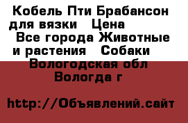 Кобель Пти Брабансон для вязки › Цена ­ 30 000 - Все города Животные и растения » Собаки   . Вологодская обл.,Вологда г.